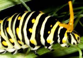 We did not find results for: Eastern Black Swallowtail Papilio Polyxenes Asterius