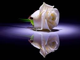 Birthday Flowers For Mom In Heaven White Rose 33 Jpg 640 480 White Roses Rose Floral Photography