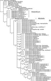 Image result for Wiesneria