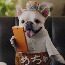 めちゃコミック cmの犬が可愛いと話題で画像まとめ めちゃ犬 フレンチブルドッグ naver まとめ wild pictures funny french bulldog
