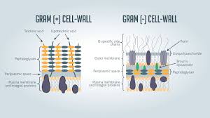 Gram Positive Vs Gram Negative Technology Networks