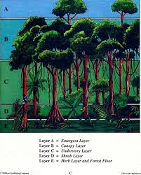 A forest (definition of rainforest from the cambridge advanced learner's dictionary & thesaurus © cambridge. Canopy Layers In Abundant Arboreal Forest Habitats Geography And You