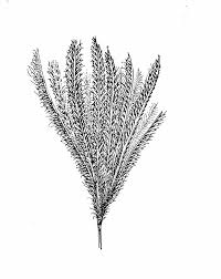 Image result for Chloris virgata