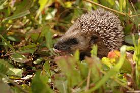 Tinned dog/cat food (not fish based) some hedgehogs eat tinned dog or cat food but others are picky. What Do Hedgehogs Eat Lesson For Kids Study Com