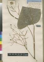 Image result for Marantochloa purpurea