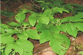 Image result for Corallocarpus epigaeus