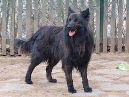 Sable Long Haired German Shepherd Dutch Shepherd Dog Herding Dogs Herding Cats