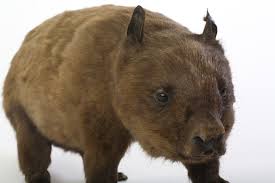 Image result for Northern hairy-nosed wombat