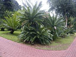 Living cycads are found in the tropical, subtropical and warm temperate regions of both the north and south hemispheres. Introduction To Cycads Ancient Relics From The Dinosaur Age Hillcrest Game Estate