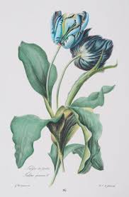 Large Blue Botanical Series A Botanical Drawings Botanical Illustration Botanical Art