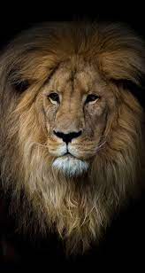 About Wild Animals Majestic Lion Animals Wild Lions Photos Lion Africa