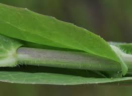 Image result for Turritis