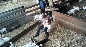 You can download these videos from youtube for free on wikibit.me. Chinese Woman Killing A Goat Inside Gadhimai The World S Biggest Ritual Slaughter Cnn A Woman Slaughtering An Animal Ø¹ÙˆØ±Øª Ø¬Ø§Ù†ÙˆØ± Ø°Ø¨Ø­ Ú©Ø±ØªÛ' ÛÙˆØ¦Û' Decoracion De Unas
