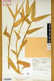 Image result for Acroceras zizanioides
