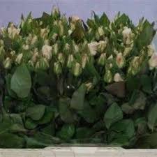 Trandafiri Rosa Royal Jewel De Vanzare Plants Floral Design Garden