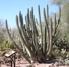 The jardín de cactus is a cactus garden on the island of lanzarote in the canary islands. Jardin Botanico Cactus Arizona