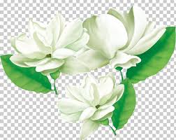 Arabian Jasmine Flower Cape Jasmine Png Clipart Arabian Cape Jasmine Computer Icons Cut Flowers Decorative Patterns Laid back guitars von kevin macleod ist. arabian jasmine flower cape jasmine png