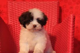 | all the info you need when you are looking for puppies for sale. California Havanese Puppies Available Angie S Havanese Puppies