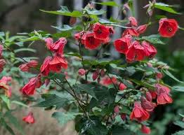 Image result for Abutilon rehmannii