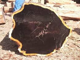 Indonesia search berdasarkan data selama bulan juni. Spesies Kayu Yang Paling Berharga Penerangan Jenis Dan Kegunaan