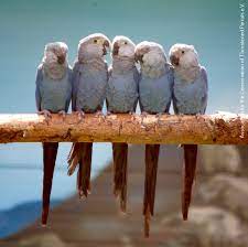 There are some species who have been reported to live for over a century. Spix S Macaw Actp E V