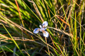 Image result for Moraea elliotii