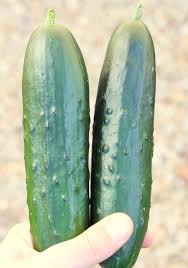 How To Grow Cucumbers From Seeds Step By Step Guide Diy Thrill