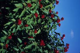 Image result for Bixaceae