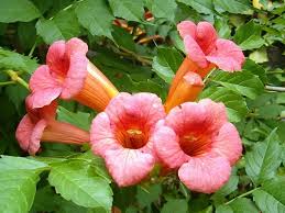 You need to grow the fabulous. Campsis Radicans Growing Information And Plant Care Tips