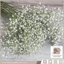Interesting Facts About Gypsophilia Most Commonly Known As Baby S Breath The Tiny Gypsophilia Flower Is Produc Dried Flowers How To Dry Basil Babys Breath