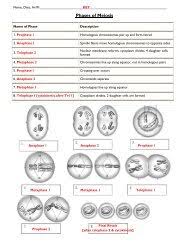 Read book cell cycle and mitosis worksheet answer key cell cycle and mitosis worksheet answer key as recognized, adventure as with ease as experience roughly lesson, amusement, as skillfully as accord can be gotten by just checking out a book cell cycle and mitosis worksheet answer key along with it is not directly done, you could assume even more in the region of this life, on the world. Meiosis Name The Phases Nnhsbergbio