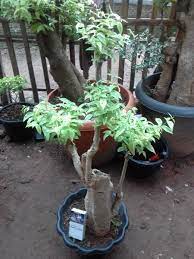 Berburu pohon jalitri dan mengenal ciri cirinya. Jual Bonsai Jalitri Di Lapak Pandi Nugraha Bukalapak