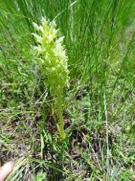 Image result for Habenaria tentaculigera