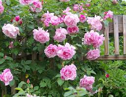 Most climbing roses bloom at least twice each growing season: Instructions On Growing Climbing Roses Climbing Roses Bloom Where Youre Planted Beautiful Roses