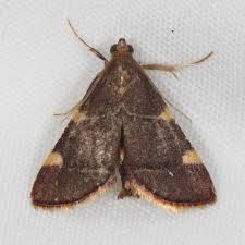 Image result for Hugonia elliptica