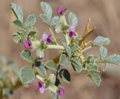 Image result for Psoralea arborea