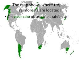 The tropical rainforest is a hot, moist biome where it rains all year long. Ppt Tropical Rainforest Powerpoint Presentation Free Download Id 1957277