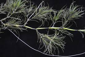 Image result for Najas horrida