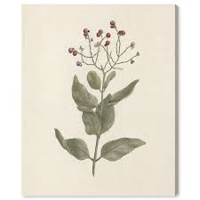 Image result for Ehretia cymosa