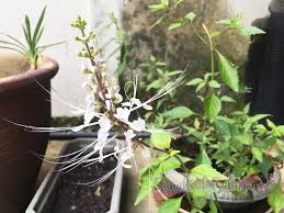 Kumis kucing juga biasa digunakan sebagai obat saluran kemih untuk meredakan. Berbunga Sudah Pokok Misai Kucing Kak Ajan Sunah Suka Sakura