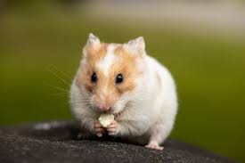 Hamster pode comer pão? Veterinários esclarecem! | Nutrição | Vida de Bicho