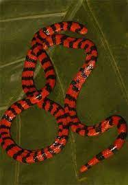 Identifying Numbering Extant Tuatara Amphisbaena Snake Kinds Coral Snake Snake Beautiful Snakes