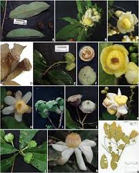 Image result for Lecythidaceae