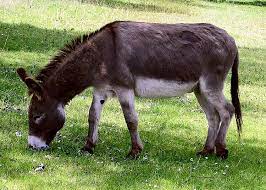 Donkeys have added so much to mine. Donkey Wikipedia