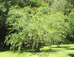 Image result for Bauhinia tomentosa