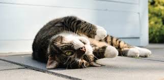 Thanks To Kat Albrecht And The Missing Animal Response Network For Permission To Use The Following Excellent Material From He Cat Behavior Lost Cat Pet Tracker