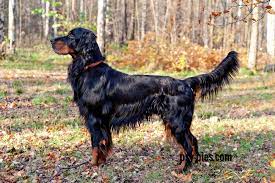 A summer pasture with barns, especially one in the mountains of scandinavia used for milk and cheese manufacture, to which a farmer takes livestock as part of transhumance. Pies Mysliwskie Seter Szkocki Gordon Setter Puppies Gordon Setter Dog Breeds