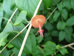 Image result for Dasylepis eggelingii