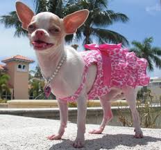 We did not find results for: Chihuahua Or Chihuahua Dogs Breeds
