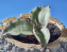 Image result for Sansevieria dawei